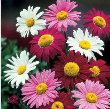 sementes de flores piretro sortido 2 e1495129790779