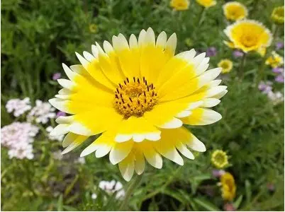 sementes de flores tidy tips flor ovo 2 11 e1495131723344