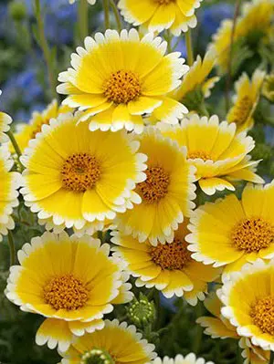 sementes de flores tidy tips flor ovo 2 13 e1495131678658