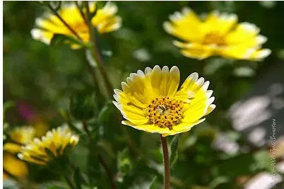 sementes de flores tidy tips flor ovo 2 2 e1495132330253