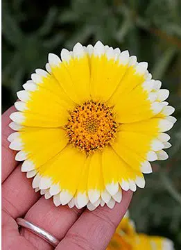 sementes de flores tidy tips flor ovo 2 5 e1495132265310
