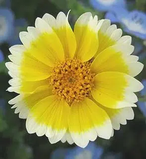 sementes de flores tidy tips flor ovo 2 8 e1495131793636