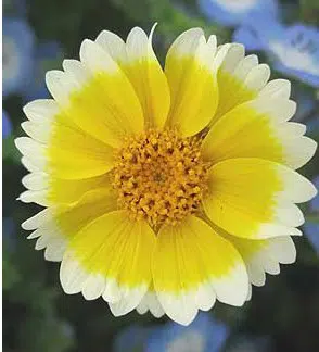 sementes de flores tidy tips flor ovo 2 e1495132350820