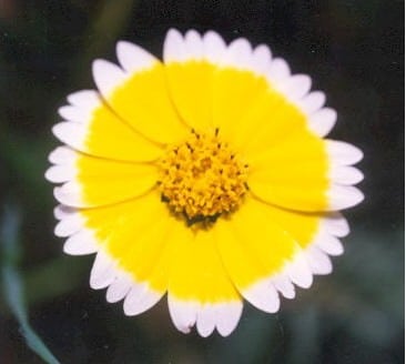 Sementes de Flores Tidy Tips (Flor-Ovo)