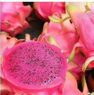 sementes de frutas pitaya vermelha dragon fruit 2 2 e1495130704199
