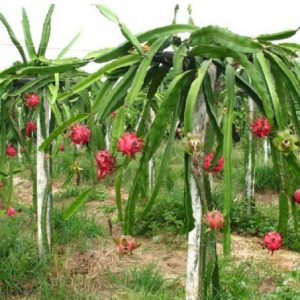Pitaya Vermelha (Dragon Fruit): 15 Sementes - SoFlor Sementes