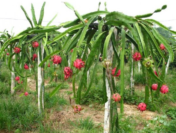 Pitaya Vermelha (Dragon Fruit): 15 Sementes - SoFlor Sementes