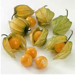 sementes de physalis fruta golden berry 2 10 e1494729399312