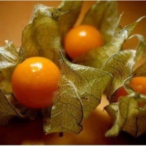 sementes de physalis fruta golden berry 2 11 e1494729380595