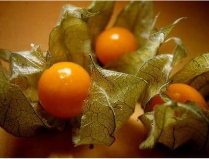 sementes de physalis fruta golden berry 2 11 e1494729380595