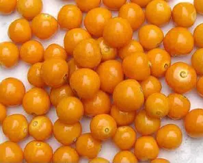 sementes de physalis fruta golden berry 2 12 e1494729363763