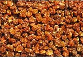 sementes de physalis fruta golden berry 2 13 e1494729335385
