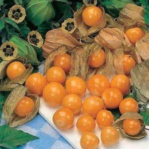 Sementes de Physalis Fruta (Golden Berry)