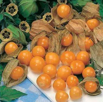 sementes de physalis fruta golden berry 2 14 e1494729317667