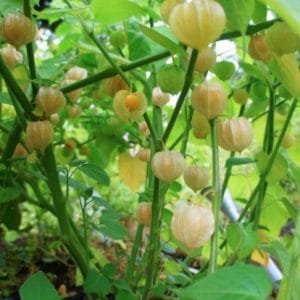 sementes de physalis fruta golden berry 2 15 e1494729298852