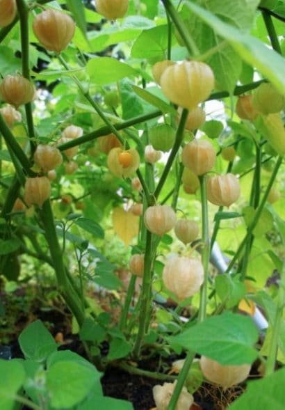 sementes de physalis fruta golden berry 2 15 e1494729298852