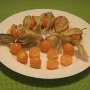 sementes de physalis fruta golden berry 2 16 e1494729278451