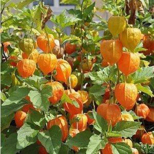 sementes de physalis fruta golden berry 2 17 e1494729252903