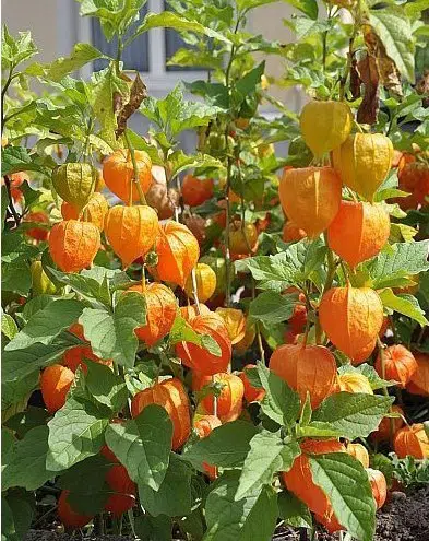 sementes de physalis fruta golden berry 2 17 e1494729252903