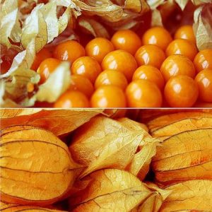 sementes de physalis fruta golden berry 2 18 e1494729233134