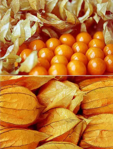 sementes de physalis fruta golden berry 2 18 e1494729233134