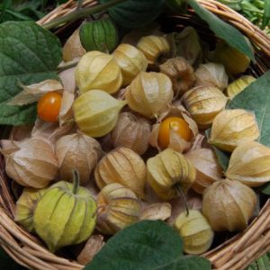 sementes de physalis fruta golden berry 2 19 e1494729216896