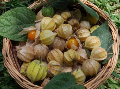 sementes de physalis fruta golden berry 2 19 e1494729216896