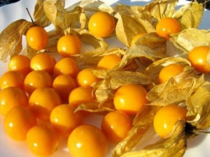 sementes de physalis fruta golden berry 2 2 e1494729540438