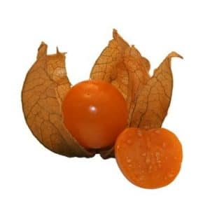 sementes de physalis fruta golden berry 2 20 e1495130803515