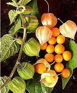 sementes de physalis fruta golden berry 2 21 e1494729196475