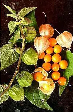 sementes de physalis fruta golden berry 2 21 e1494729196475