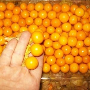 sementes de physalis fruta golden berry 2 3 e1494729517922