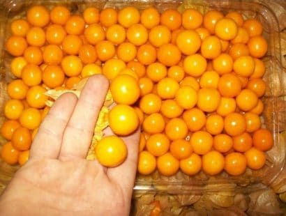 sementes de physalis fruta golden berry 2 3 e1494729517922