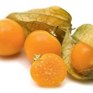 sementes de physalis fruta golden berry 2 4 e1494729499422