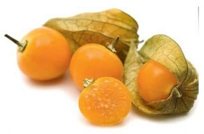 sementes de physalis fruta golden berry 2 4 e1494729499422