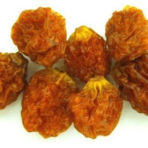 sementes de physalis fruta golden berry 2 5 e1494729474552