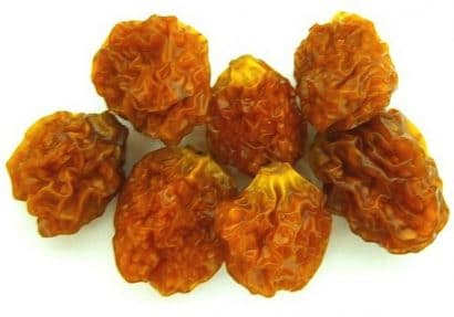 sementes de physalis fruta golden berry 2 5 e1494729474552