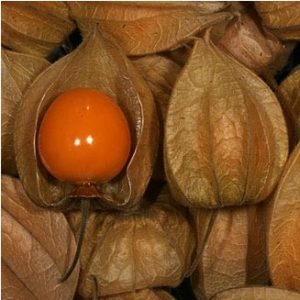 sementes de physalis fruta golden berry 2 6 e1494729456296