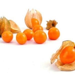 sementes de physalis fruta golden berry 2 7 e1494729438675