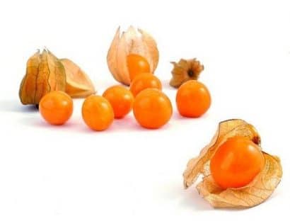 sementes de physalis fruta golden berry 2 7 e1494729438675