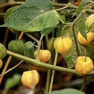 sementes de physalis fruta golden berry 2 8 e1494729417457