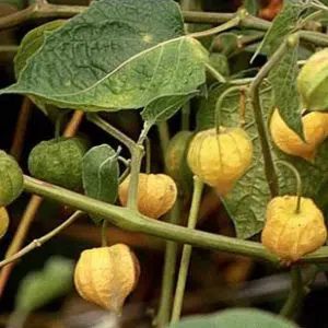 sementes de physalis fruta golden berry 2 8 e1494729417457