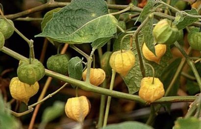 sementes de physalis fruta golden berry 2 8 e1494729417457