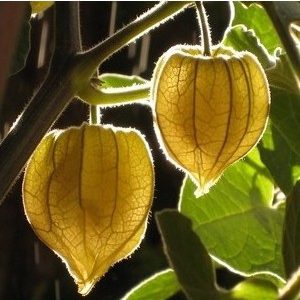 sementes de physalis fruta golden berry 2 9 e1495131206934