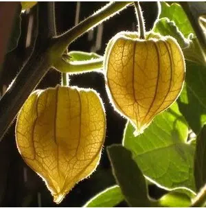 sementes de physalis fruta golden berry 2 9 e1495131206934
