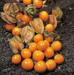 sementes de physalis fruta golden berry 2 e1494729560955