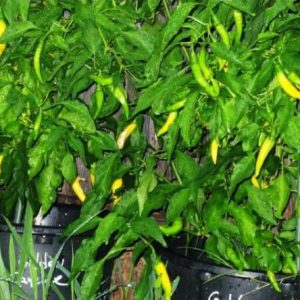 sementes de pimenta cayenne amarela 2 4 e1494867253345