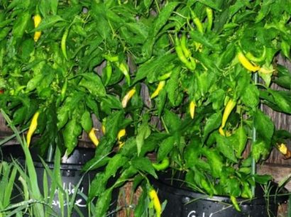 sementes de pimenta cayenne amarela 2 4 e1494867253345