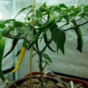 sementes de pimenta cayenne amarela 2 5 e1494867145719