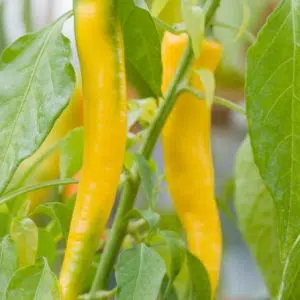 sementes de pimenta cayenne amarela 2 6 e1494867087394